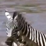 Read more about the article Maasai Mara Conservancy: A Journey into the Wild