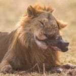 Read more about the article Top 8 National Parks and Reserves in Kenya