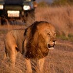 Read more about the article Masai Mara Safari: A Journey into the Wild Heart of Kenya