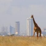 Read more about the article Nairobi City Guide: Top Tips for Exploring Kenya’s Vibrant Capital