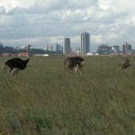 Read more about the article Discover Kenya National Parks & Game Reserves (A-Z List)