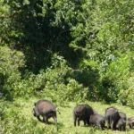 Read more about the article Unforgettable Safari Near Nairobi: A Dream Come True