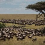 Read more about the article The Great Migration Masai Mara Guide
