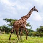 Read more about the article The Ultimate Guide to the Best Parks in Kenya