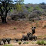 Read more about the article Tsavo East National Park – All You Need to Know BEFORE You Go