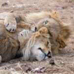 Read more about the article Uncover Nairobi Safari: A Thrilling Adventure Awaits