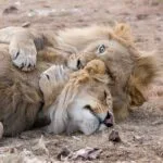 Read more about the article Uncover Nairobi Safari: A Thrilling Adventure Awaits