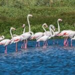 Read more about the article Top 5 Best Game Reserves in Kenya