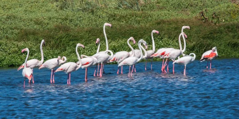 Read more about the article Top 5 Best Game Reserves in Kenya