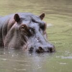 Read more about the article Tsavo National Park Kenya