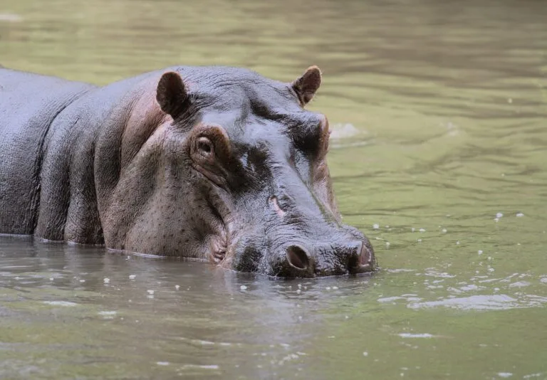 Read more about the article Tsavo National Park Kenya