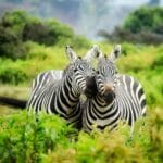 Read more about the article Kenya Game Reserves in 2025 (A-Z List)