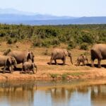 Read more about the article Discover Kenya’s Hidden Gems: Best Conservancies In Kenya