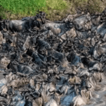Read more about the article The Great Migration, Masai Mara Kenya: A Must-See
