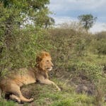 Read more about the article Unveiling the Best Places in Kenya For Safari Adventures