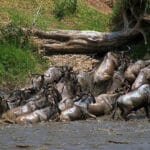 Read more about the article Captivating Maasai Mara Photos: A Visual Journey