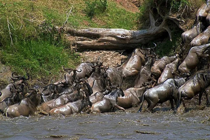 Wildebeests Migration
