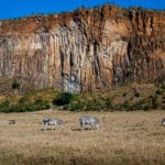 Read more about the article Top Safari in Kenya Picks for Adventure Seekers