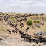 Read more about the article 7 Ultimate Secrets: Maasai Mara Safari Guide Revealed