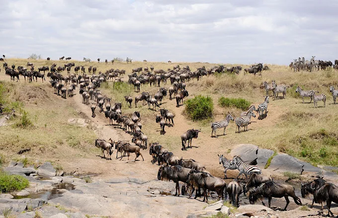 Top Safari in Kenya