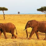 Read more about the article 7 Epic Maasai Mara Safari Experiences Uncovered