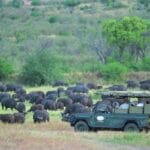 Read more about the article Thrilling 1 Day Masai Mara Safari: A Journey of Discovery