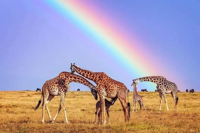 Giraffes