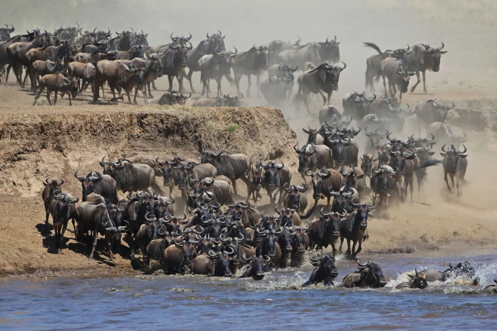 Top Safari in Kenya