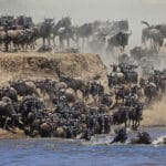 Read more about the article Maasai Mara Reviews: Unveiling the Magic Through Reviews