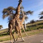 Read more about the article Kenya’s Top National Parks: Explore Wildlife & Natural Beauty