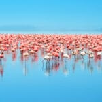 Read more about the article Lake Nakuru National Park: Unveiling Kenya’s Magic
