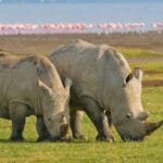 Read more about the article Lake Nakuru National Park: Unveiling Kenya’s Magic