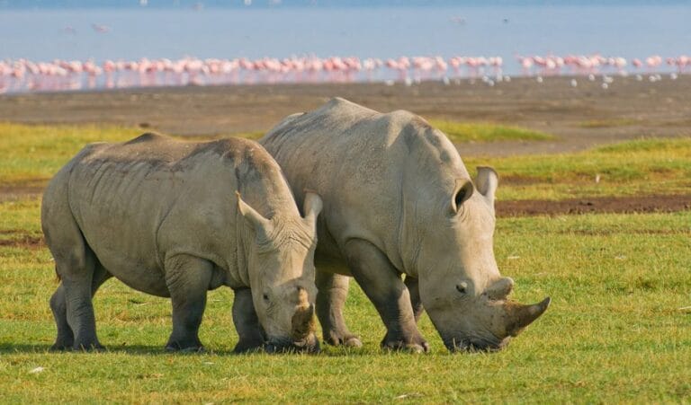 Read more about the article Lake Nakuru National Park: Unveiling Kenya’s Magic