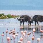 Read more about the article The Best Time to Visit Kenya: A Month-by-Month Guide