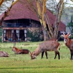 Read more about the article Luxury Camps in Maasai Mara: A Dream Safari Experience”