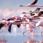 Read more about the article Lake Nakuru Flamingos: A Journey into Kenya’s Pink Paradise