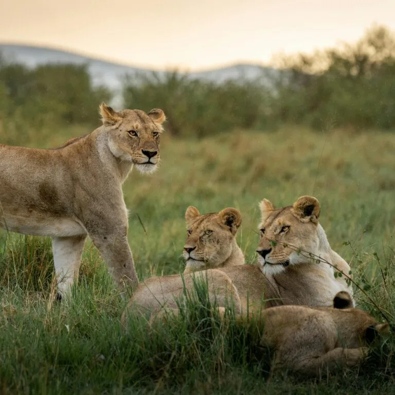 Read more about the article Explore Kenya’s Wildlife: Safari Tips for an Unforgettable Adventure