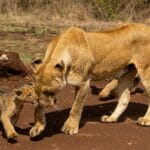 Read more about the article Unveiling the Marvels of Masai Mara Wildlife: A Safari Adventure