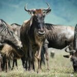 Read more about the article Unveiling the Spectacle: Wild Beast Migration