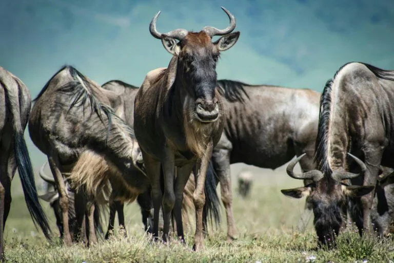 Read more about the article Unveiling the Spectacle: Wild Beast Migration