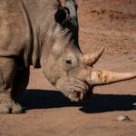 Read more about the article Unveiling Africa’s Majestic Wildlife: Best Time to See the Big 5