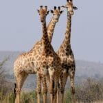 Read more about the article Unforgettable Safari Mombasa Kenya: A Dream Adventure Awaits