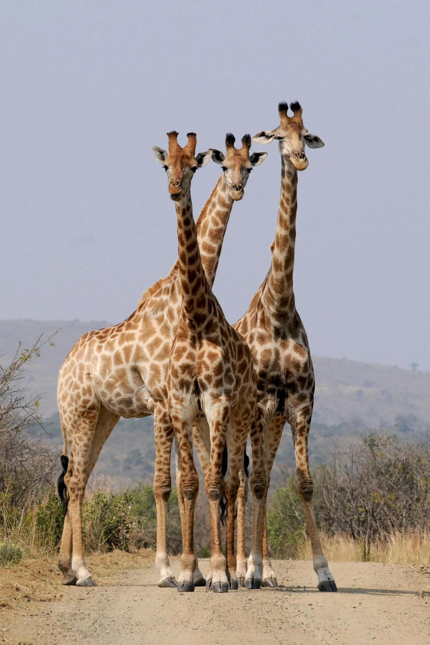 You are currently viewing Unforgettable Safari Mombasa Kenya: A Dream Adventure Awaits