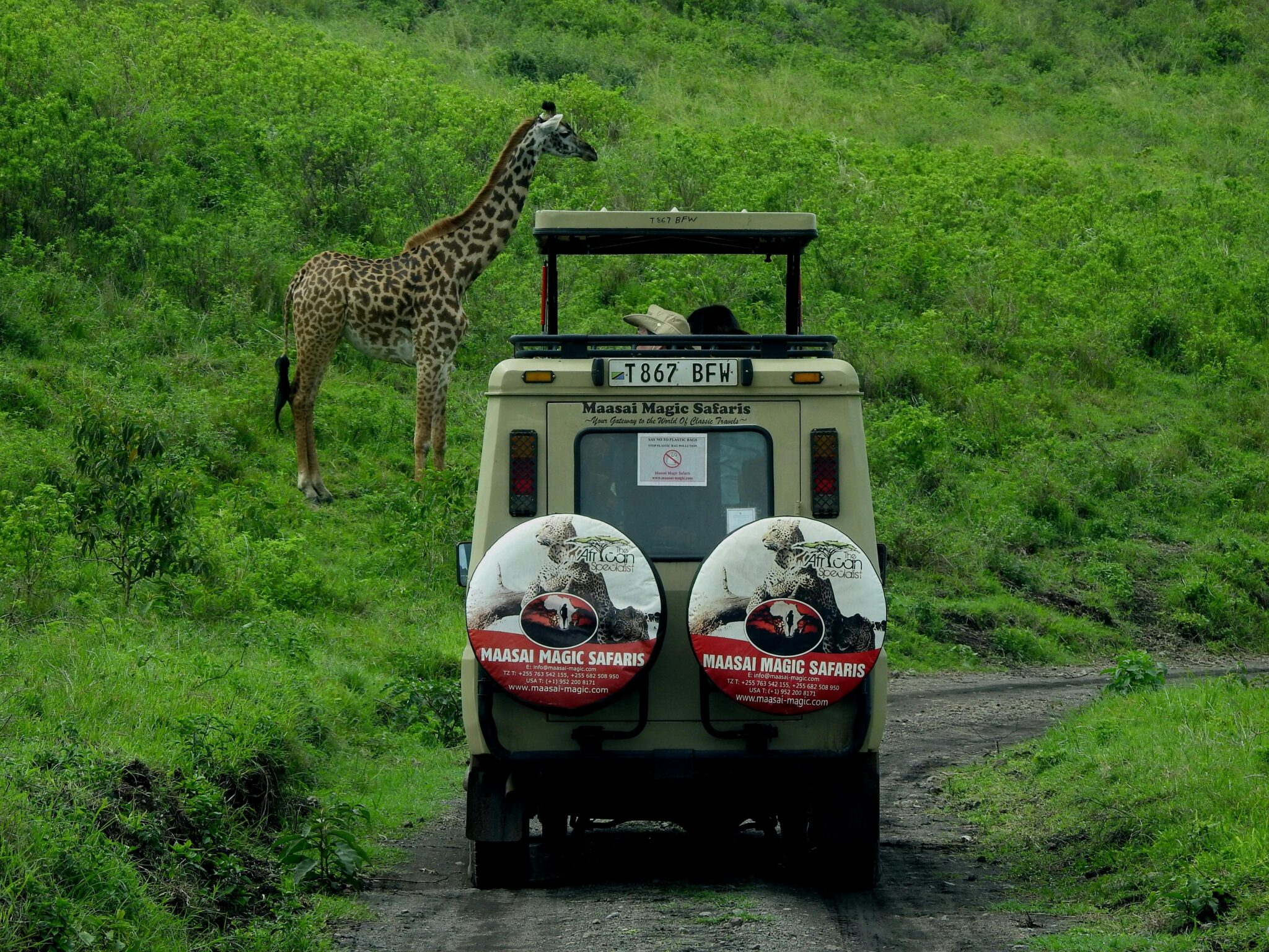 Best Time to Go to Kenya for Wildlife Viewing Experiences