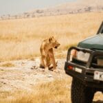 Read more about the article Ultimate Guide to Safari in Kenya:Essential Tips & Top Experiences