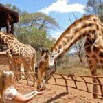 Read more about the article Wildlife Conservation in Kenya: Protecting Nature’s Treasures