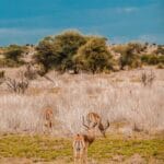 Read more about the article How We Do Wildlife Conservation in Kenya:( A-Z Guide)
