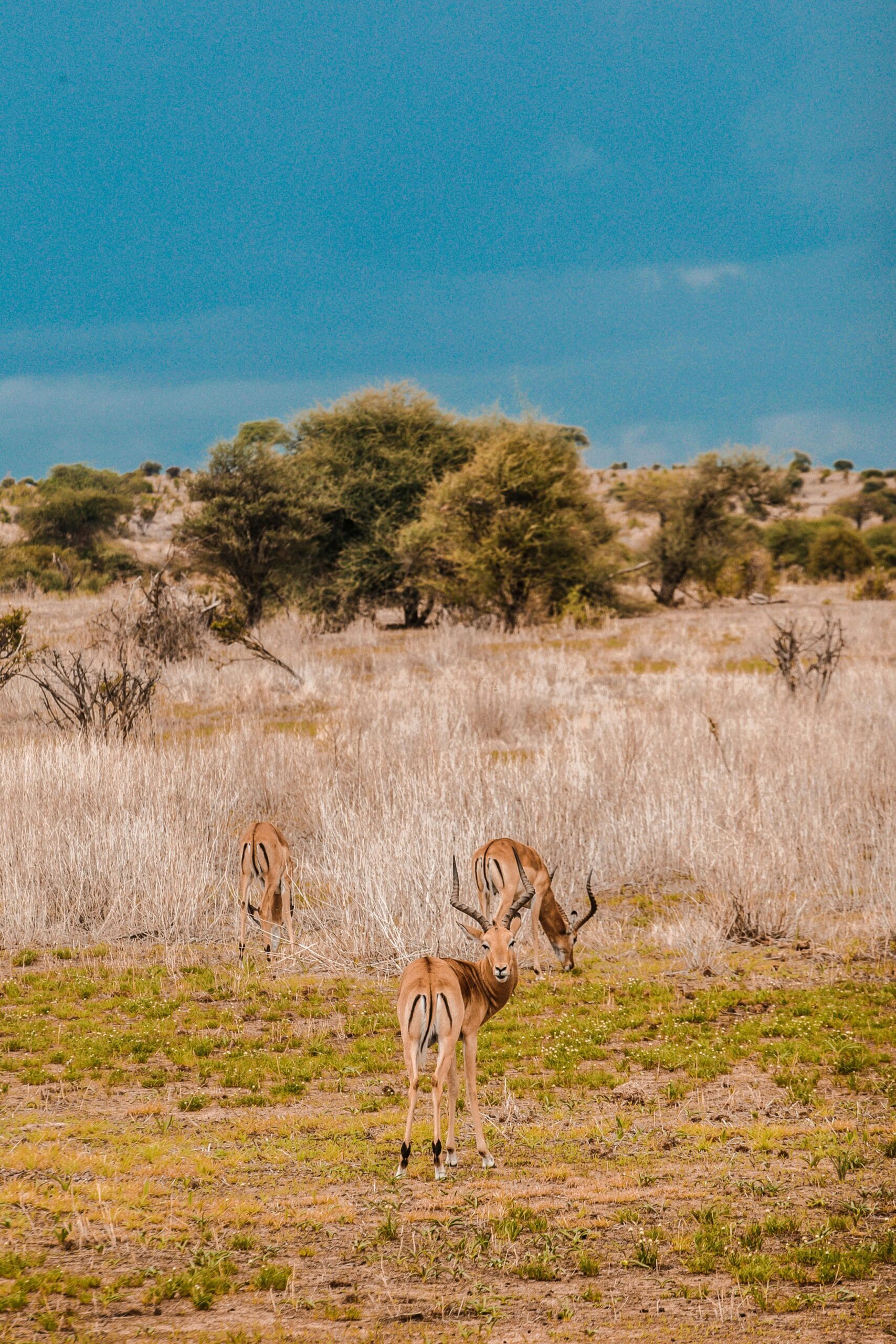 You are currently viewing How We Do Wildlife Conservation in Kenya:( A-Z Guide)