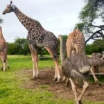 Read more about the article Nguuni Nature Sanctuary in Mombasa: Wildlife Close to the Coast