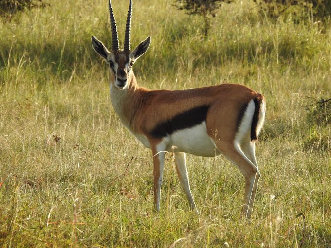  Rimoi National Reserve 